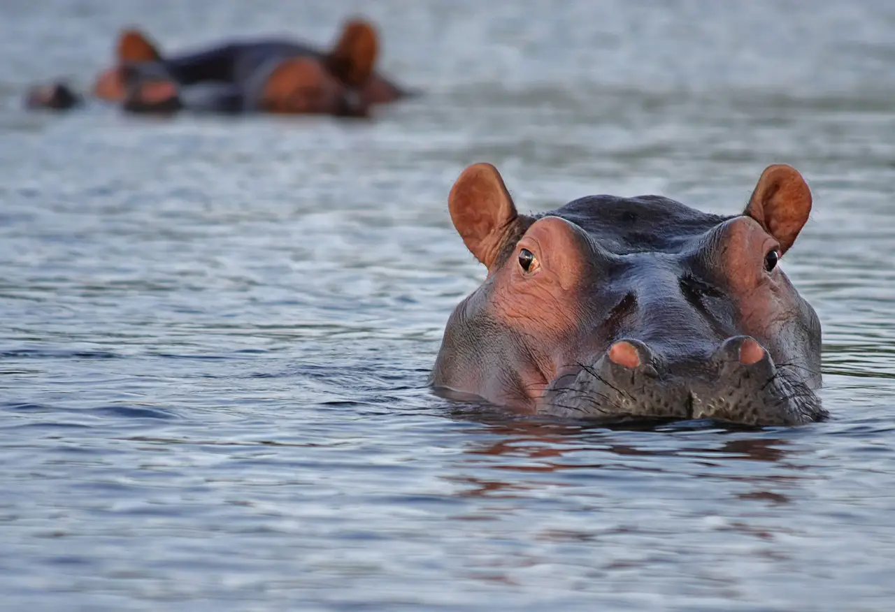 Malawi : une attaque d’hippopotame contre un bateau a fait 24 disparus