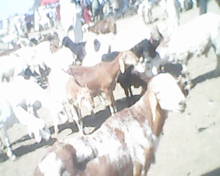 Les fonctionnaires s'estiment satisfait des prix au marché de bétail d'Am Timan ; Un gros mouton est vendu à 18.000FCFA ou 18.500FCFA.