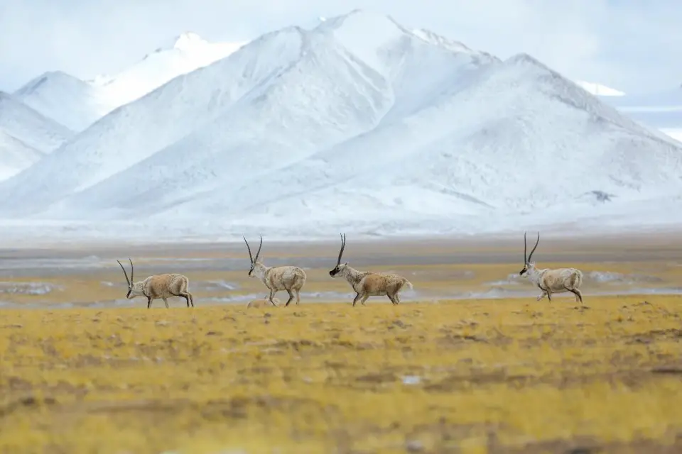 Tibetan antelopes forage on a wetland in Rutog county, Ngari prefecture, southwest China's Tibet autonomous region, May 4, 2023. (Photo by Liao Dengke/People's Daily Online)