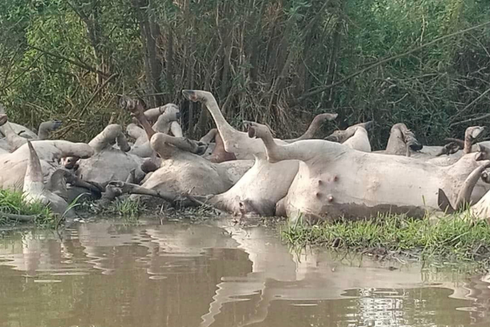 Tchad : mission ministérielle après la mort par noyade d’une centaine de bœufs au Lac. © DR Tchad : mission ministérielle après la mort par noyade d’une centaine de bœufs au Lac. © DR