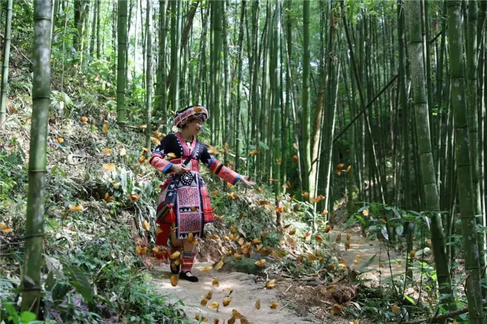 A woman dances with butterflies in the butterfly valley in Jinping Miao, Yao, and Dai autonomous county in southwest China's Yunnan province, May 2021. (Photo courtesy of Honghe Hani and Yi autonomous prefecture, China's Yunnan province)