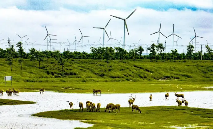 Deer forage and play on a wetland in a wind farm in Dafeng district, Yancheng, east China's Jiangsu province. (Photo by Ji Haixin/People's Daily Online)