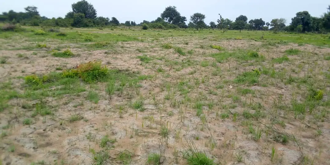 Tchad : le manque de pluie affecte les champs dans le département de la Nya
