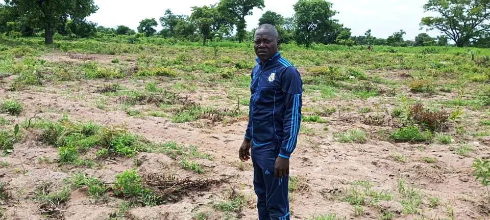 Tchad : des chenilles et des criquets à l’assaut des plantations dans la Nya