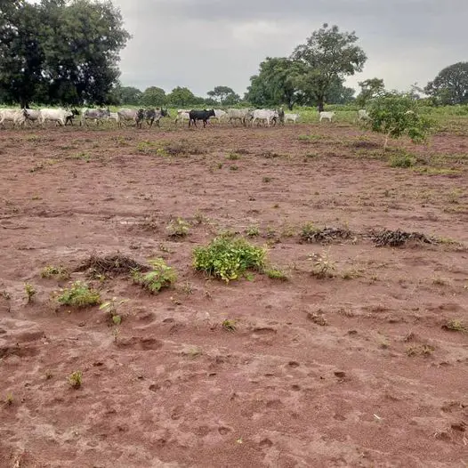 Tchad : un jardin ravagé par un troupeau de bœufs à Gomon