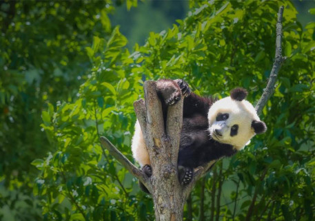 A giant panda plays at Shenshuping base of the China Conservation and Research Center for Giant Panda in Wolong National Nature Reserve, southwest China's Sichuan province. (Photo by Liu Guoxing/People's Daily Online)