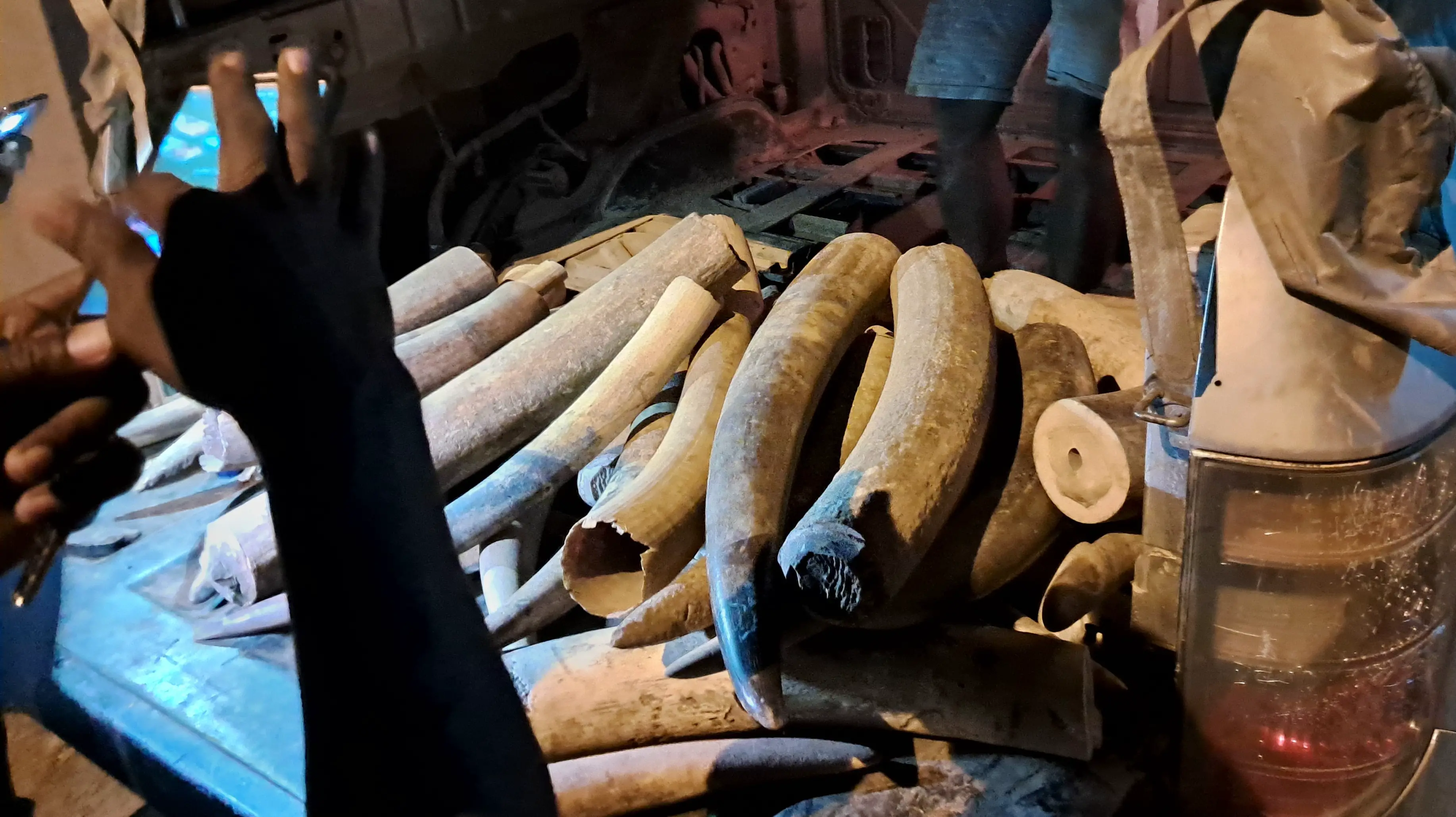 Gabon :  neuf personnes arrêtées pour trafic illégal d'ivoire
