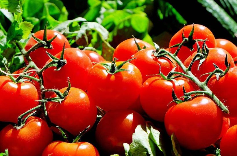 Burkina Faso : bientôt une usine de transformation de tomate à Bobo-Dioulasso