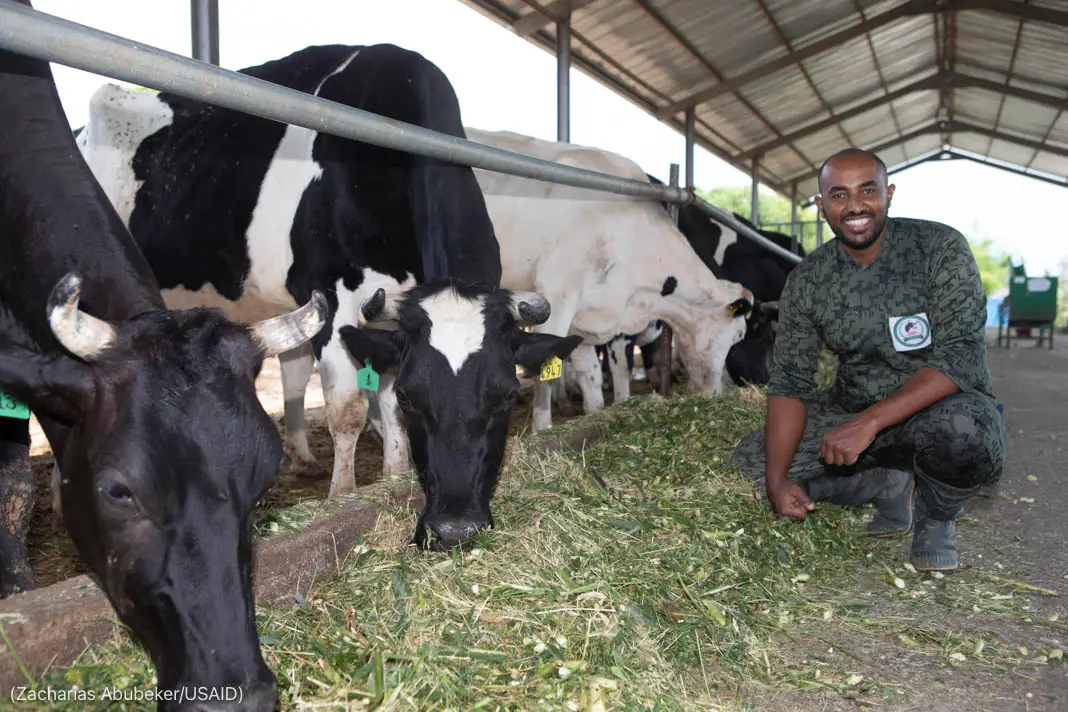 Eskender Yoseph, dans sa ferme laitière en Éthiopie, forme d’autres agriculteurs à l’utilisation du matériel fourni par le gouvernement américain. (Zacharias Abubeker/USAID)