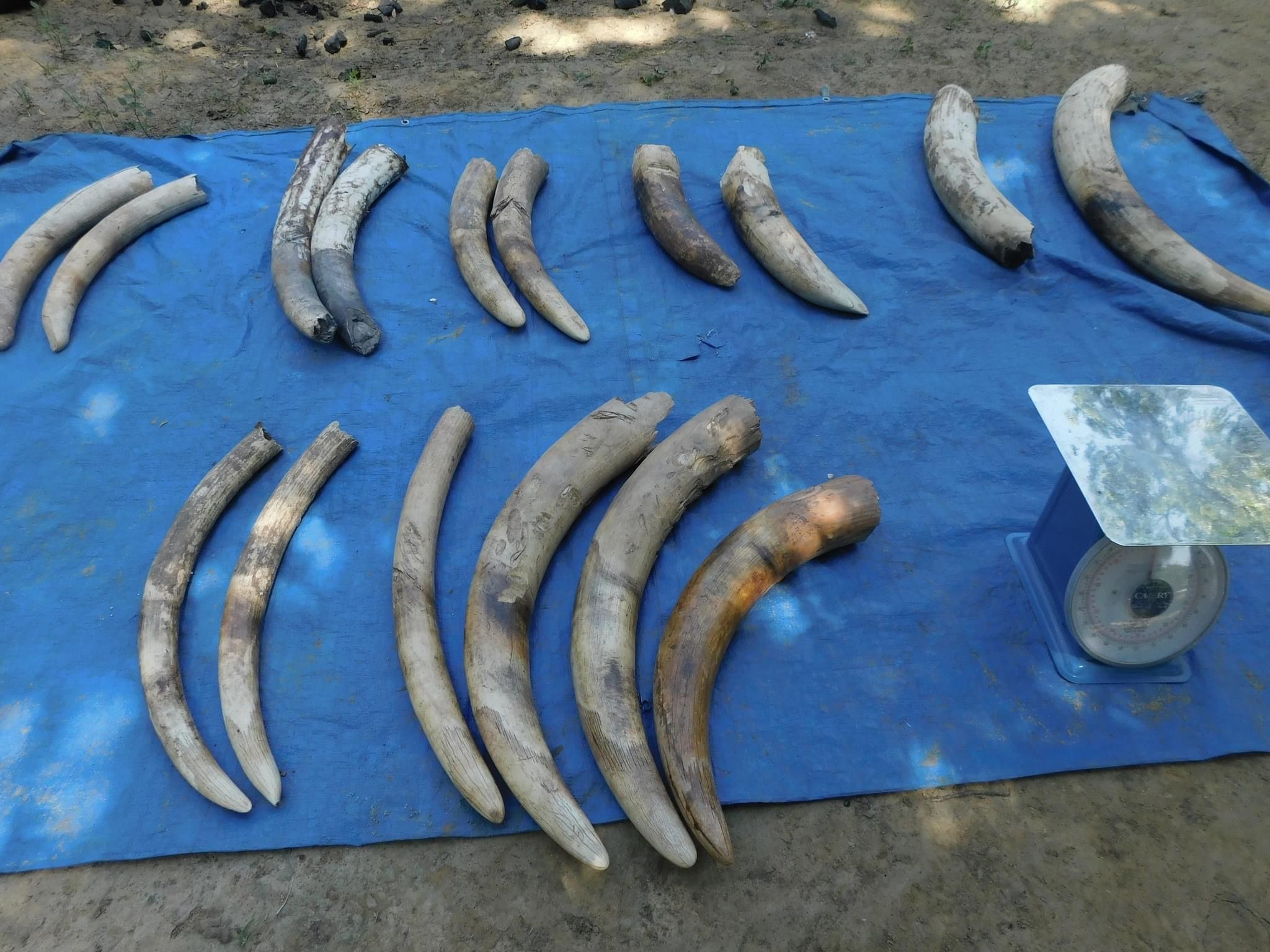 Tchad : des présumés braconniers arrêtés avec des défenses d’éléphants