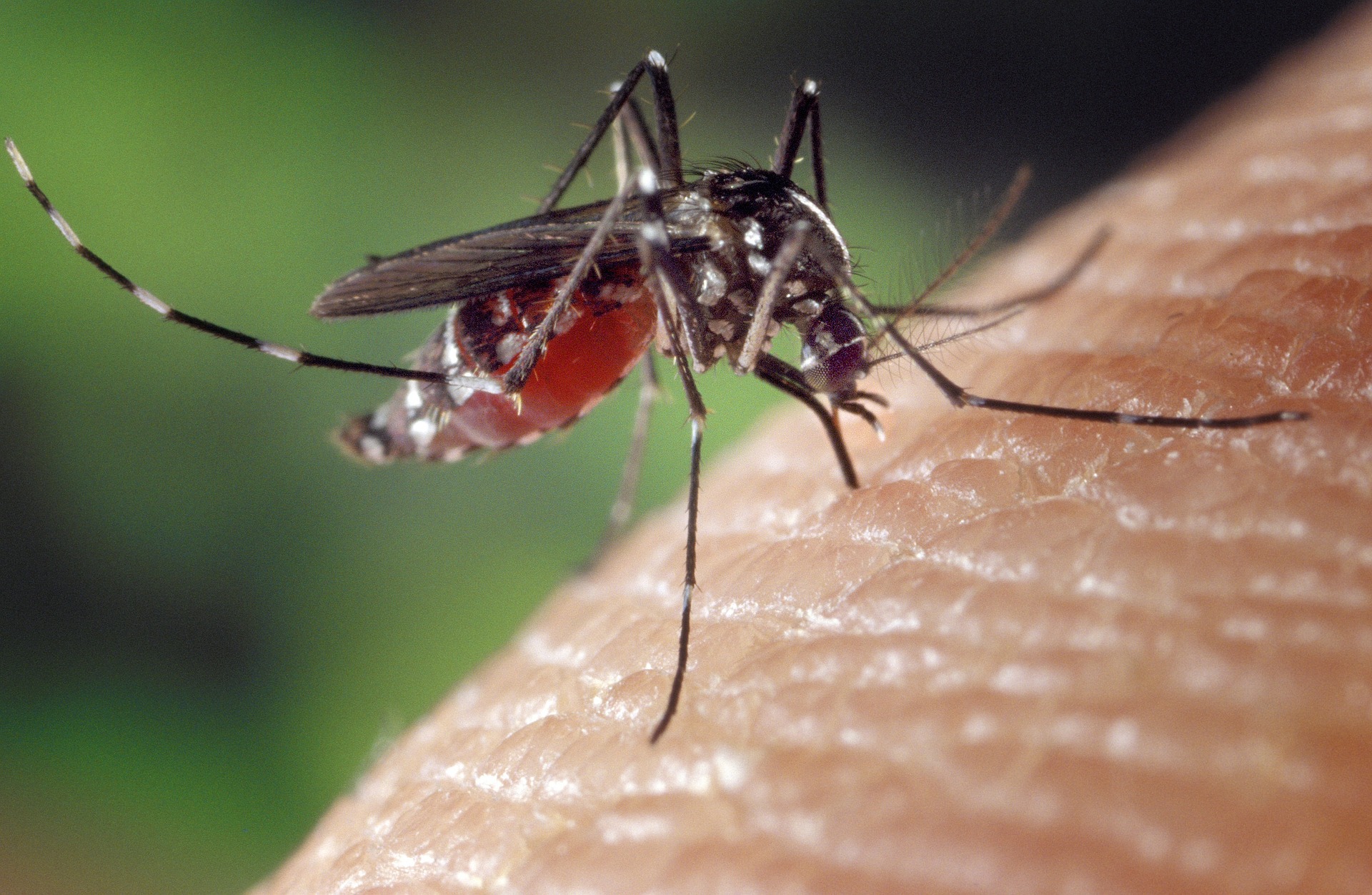 Les dirigeants d’Afrique lancent l’alerte d'une situation d’urgence face au paludisme