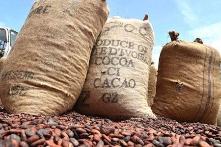 Côte d’Ivoire : des défis pour l’année cacaoyère 2023/2024 Côte d’Ivoire : des défis pour l’année cacaoyère 2023/2024