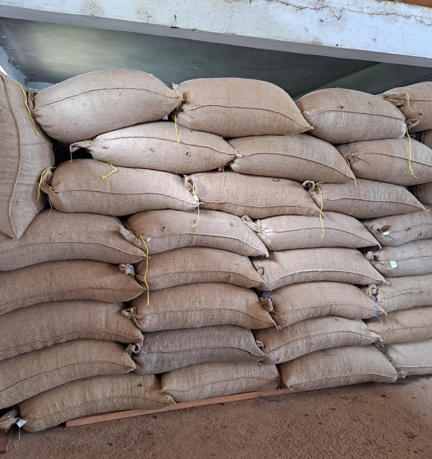 Cameroun : une vente groupée de cacao atteint le prix record de 1850F/le kilogramme à Djoum