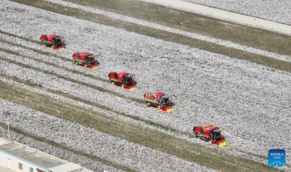 This aerial photo taken on Oct. 12, 2023 shows farmers harvesting cotton in Korla, northwest China's Xinjiang Uygur Autonomous Region. (Xinhua/Li Xiang)