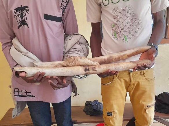 Togo : deux présumés trafiquants d’ivoire arrêtés puis déposés