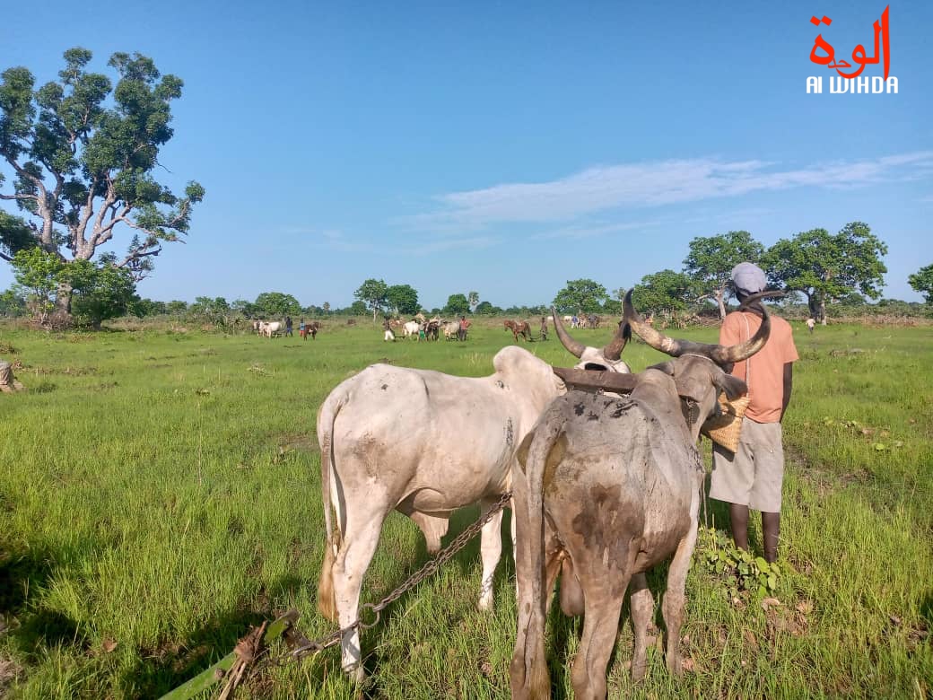 Tchad : les agriculteurs du Logone Occidental formés à l'assurance agricole pour les cultures pluviales