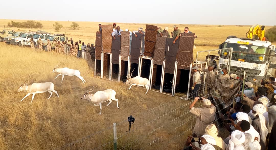 Tchad : réintroduction des Addax dans les réserves fauniques de Ouadi-Rimé et Ouadi-Achim