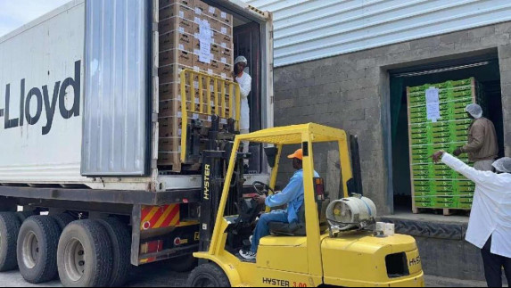 Avocados are loaded onto a truck at an avocado processing plant of Greenchain Information Science and Technology. (Photo by Chen Yongjian)