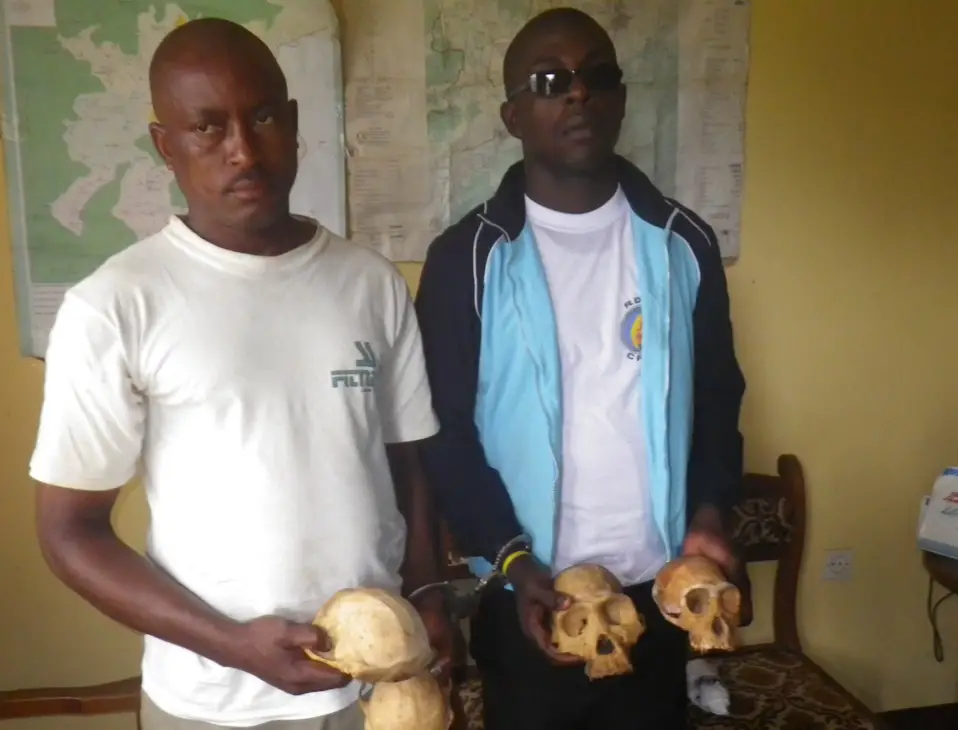 Cameroun : deux frères arrêtés pour trafic d'espèces fauniques