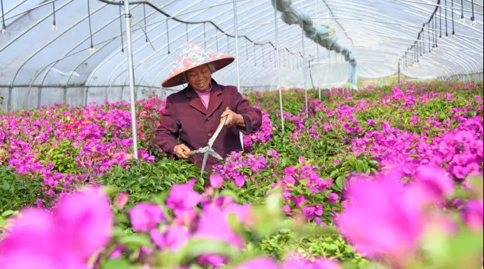 A farmer trims flowers in Xianju county, Taizhou, east China's Zhejiang province. (Photo by Wang Huabin/People's Daily Online)