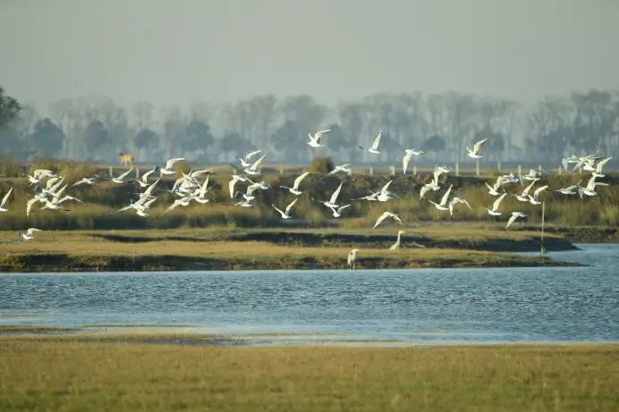 Migratory birds fly in wetlands of Yancheng, east China's Jiangsu province, Nov. 19, 2023. (Photo by Ji Haixin/People's Daily Online)