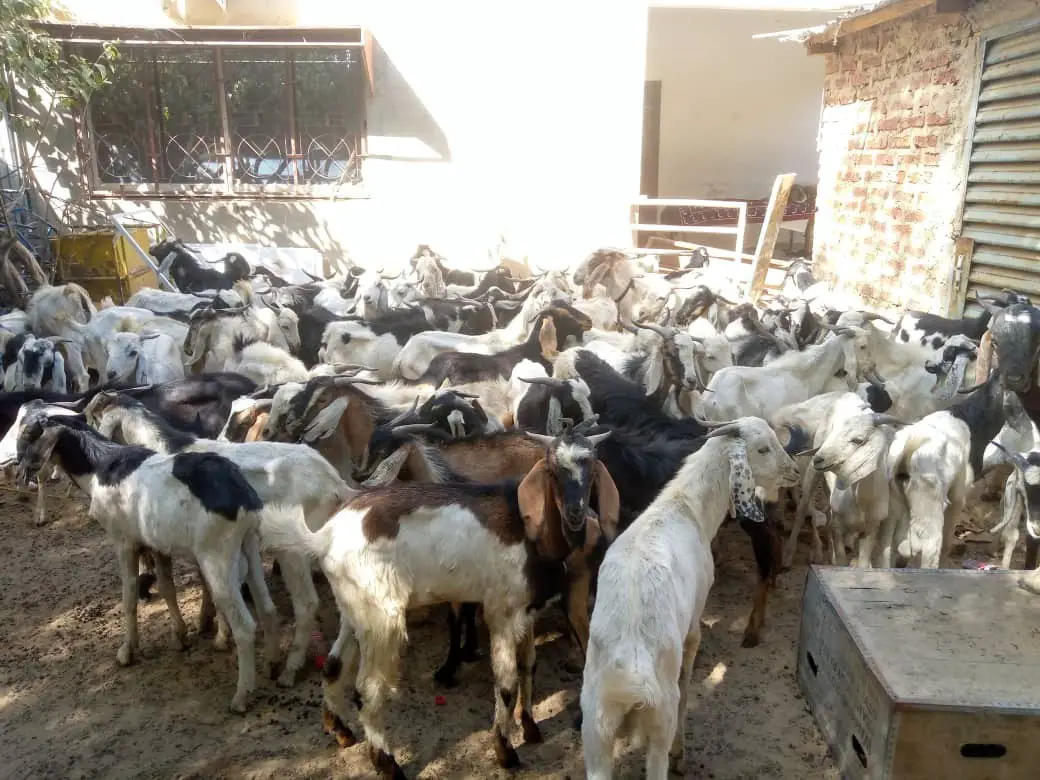 Tchad :  La Mairie du 9e arrondissement de N’Djamena remet des moutons aux pasteurs