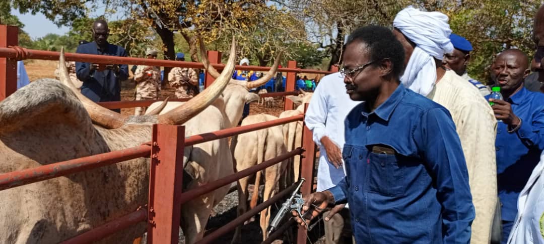 Tchad : le Mandoul s'active contre les maladies du Bétail 