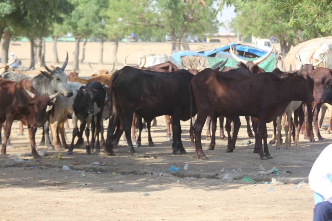 Tchad : ​lancement de la campagne de vaccination contre la PPCB et la PPR à N'Djamena