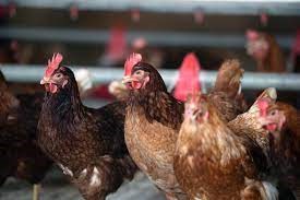 Niger : une nouvelle épidémie de grippe aviaire confirmée à Niamey