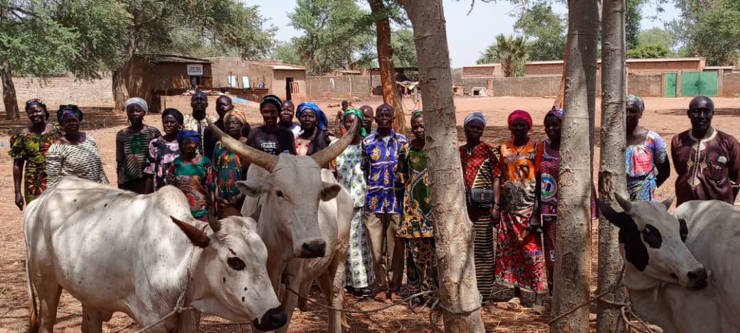 Tchad : Oxfam fait un don de bœufs d'attelage aux coopératives agricoles féminines du Mandoul