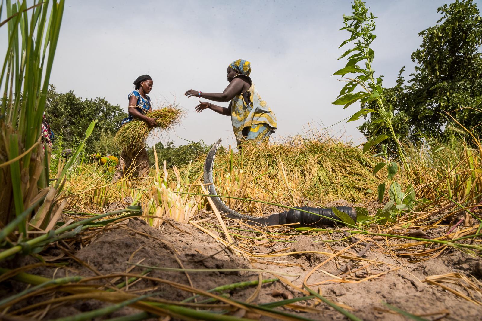 Gambie : la BAD accorde un financement de 16 millions $ pour renforcer l’agriculture et la sécurité alimentaire