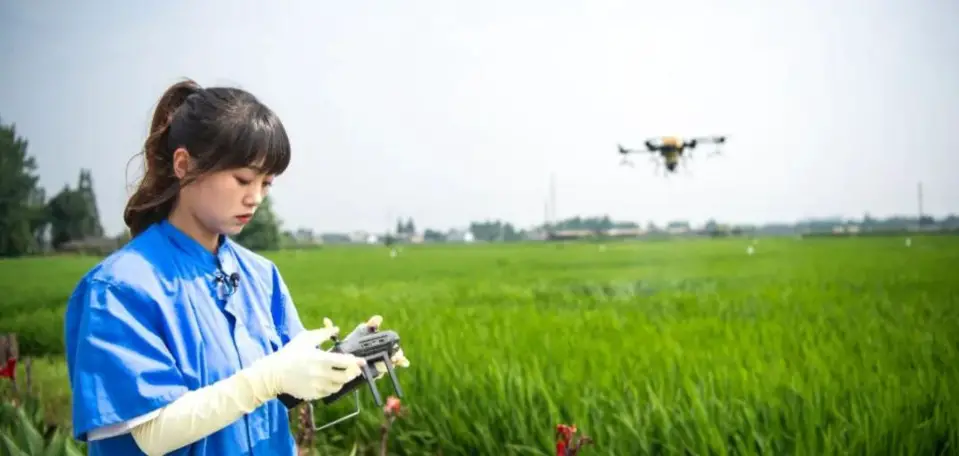 Wang Lingli controls an agricultural drone. (Photo by Liu Rui)