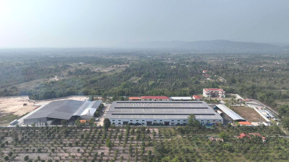 In recent years, Cambodia has exported a huge amount of mangos to China, which has driven the development of the local mango cultivation industry. Photo shows a mango plantation and processing facility in Kampong Speu Province, Cambodia. (Photo by Zhao Yipu/People's Daily)