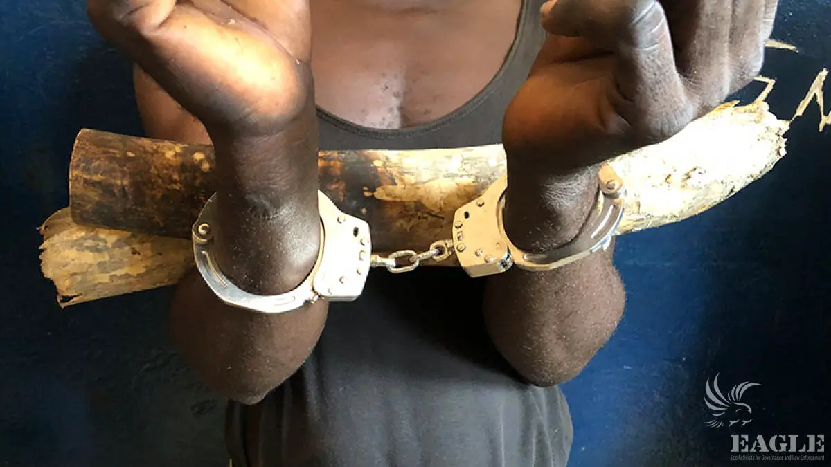 Afrique :  30 trafiquants fauniques arrêtés dans quatre pays du continent
