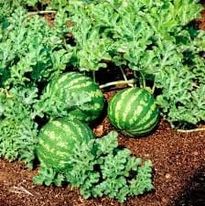 Santé: les bienfaits de la pastèque pendant la canicule à N'Djamena Santé: les bienfaits de la pastèque pendant la canicule à N'Djamena