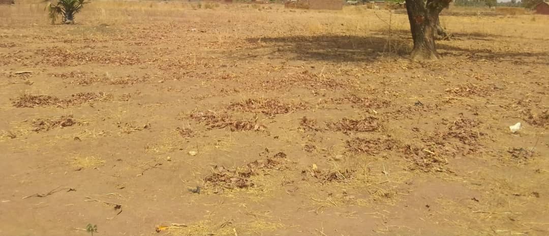 Tchad - Déficit pluviométrique à Mbikou : un défi pour la survie des populations