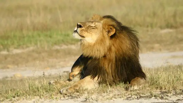 Cecil, lion de 13 ans, a été tué début juillet. | Photo : Reuters