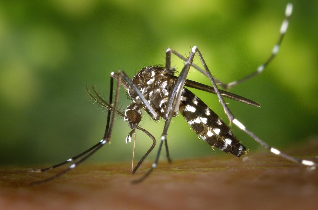 Tchad : La saison des pluies et la prolifération des moustiques : un risque accru de paludisme