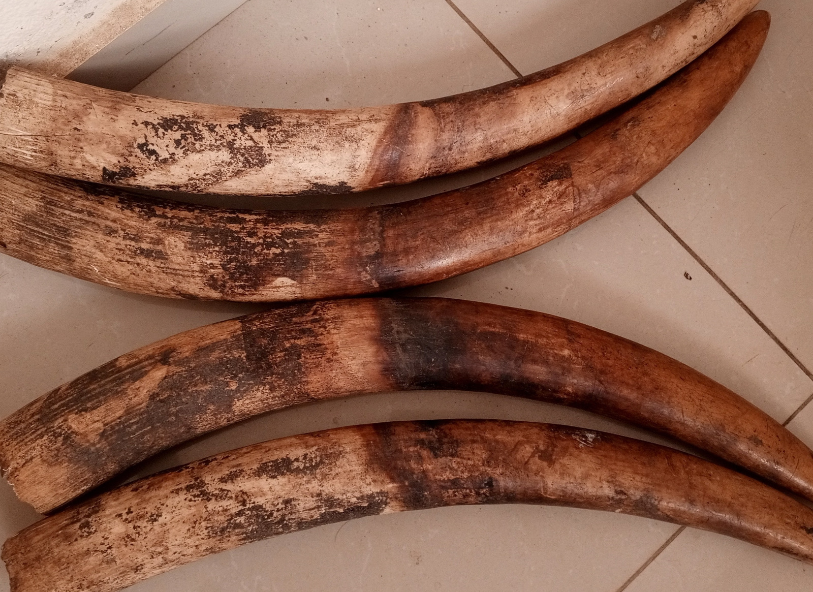 Cameroun : deux ingénieurs arrêtés pour trafic d'espèces sauvages Cameroun : deux ingénieurs arrêtés pour trafic d'espèces sauvages