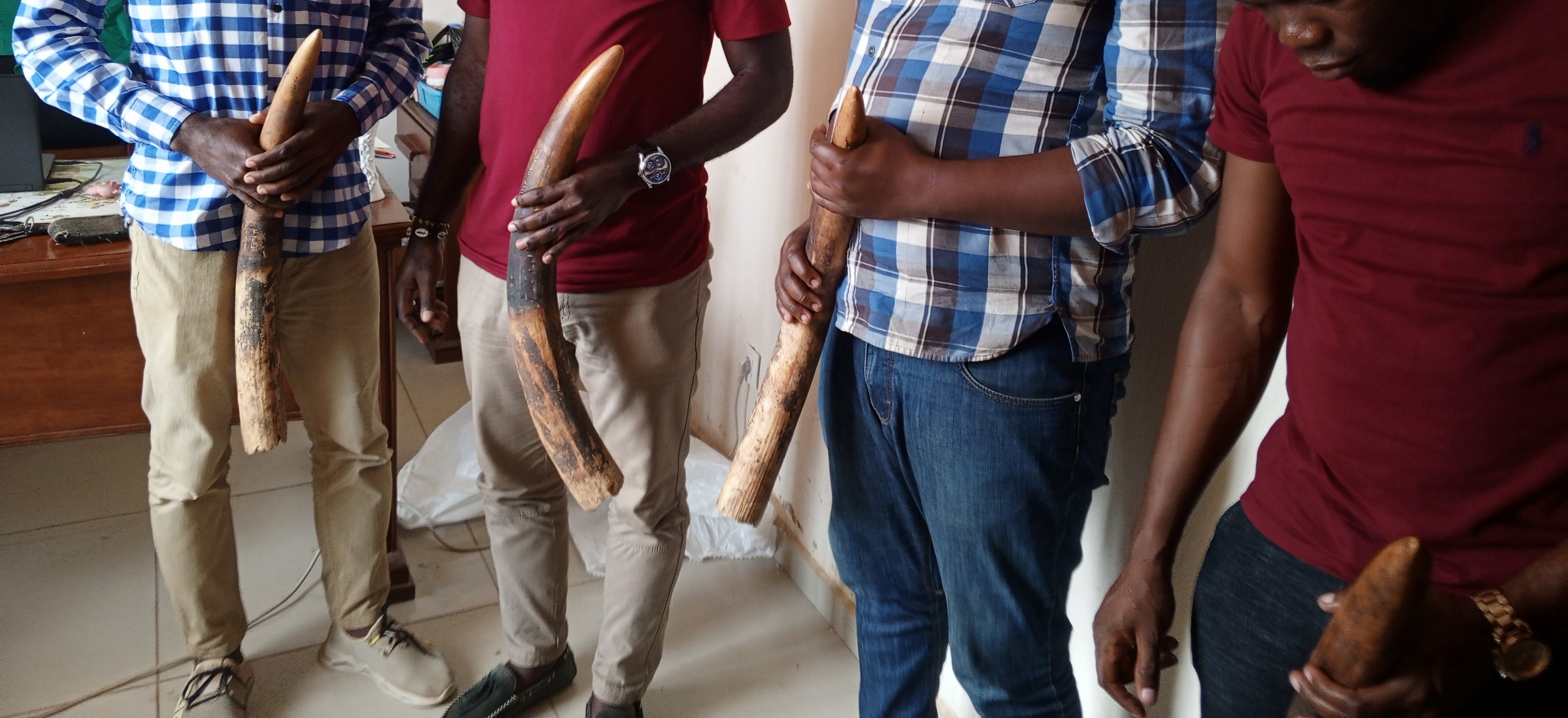 Cameroun : quatre personnes comparaissent devant le tribunal  d’Ebolowa pour trafic d'ivoire Cameroun : quatre personnes comparaissent devant le tribunal  d’Ebolowa pour trafic d'ivoire