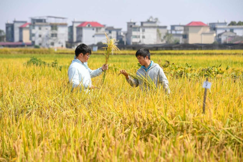 Two graduate students working at a rice science and technology backyard in Shanggao county, Yichun, east China's Jiangxi province, take rice samples in a paddy field. (Photo by Zhou Liang/People's Daily Online) Two graduate students working at a rice science and technology backyard in Shanggao county, Yichun, east China's Jiangxi province, take rice samples in a paddy field. (Photo by Zhou Liang/People's Daily Online)