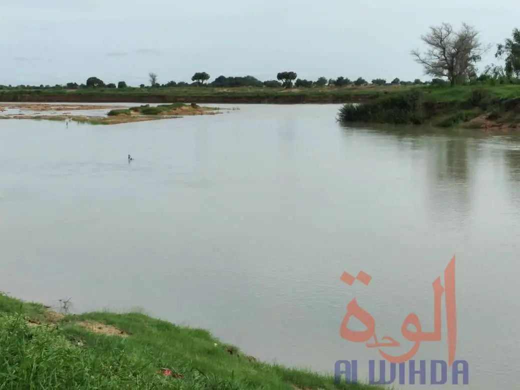 Tchad : la culture maraîchère sur les rives du Chari, une activité génératrice de revenus Tchad : la culture maraîchère sur les rives du Chari, une activité génératrice de revenus