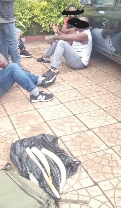 Cameroun : un militaire arrêté pour trafic d'animaux sauvages menacés Cameroun : un militaire arrêté pour trafic d'animaux sauvages menacés