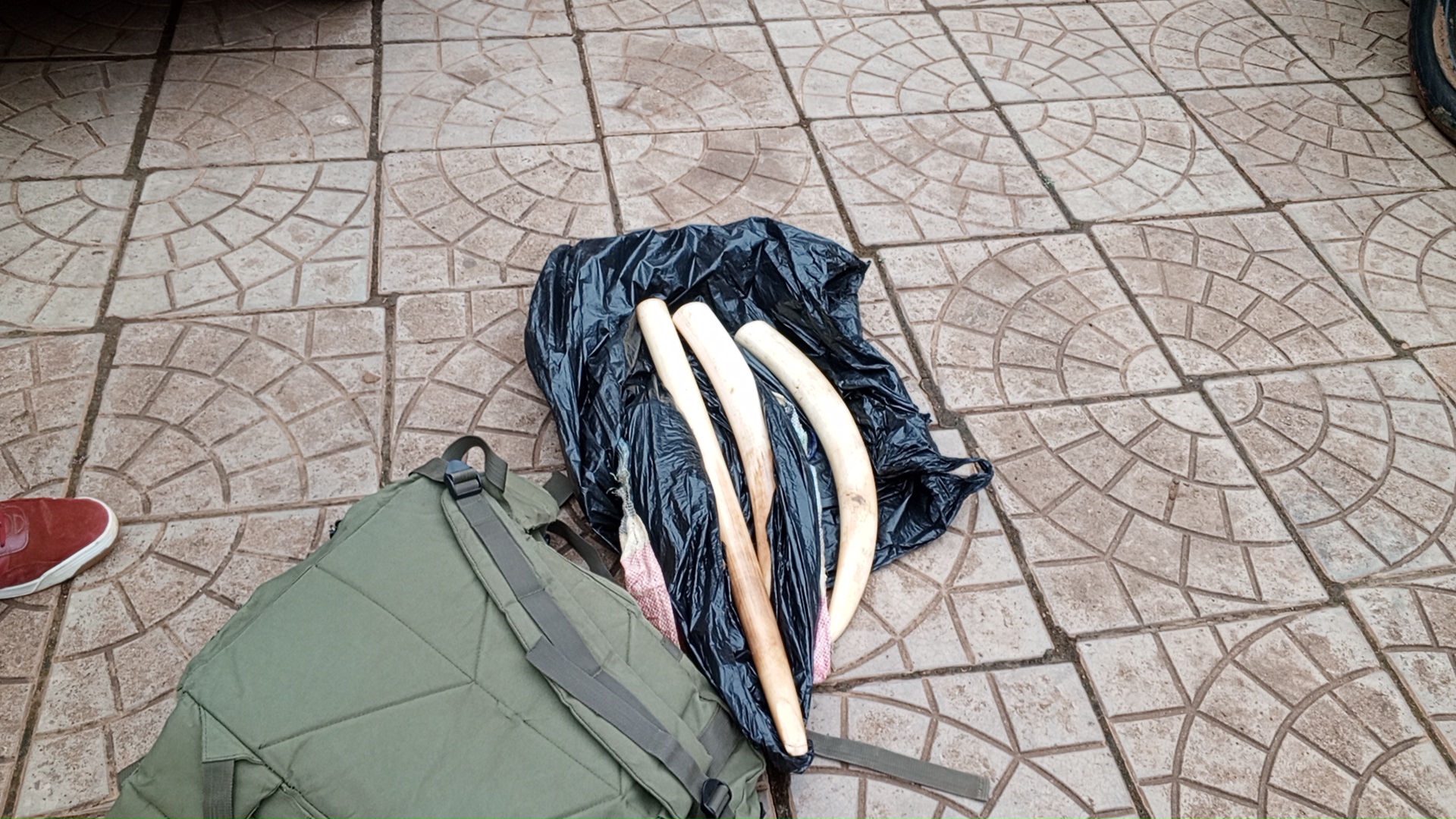 Cameroun : un militaire arrêté pour trafic d'animaux sauvages menacés Cameroun : un militaire arrêté pour trafic d'animaux sauvages menacés