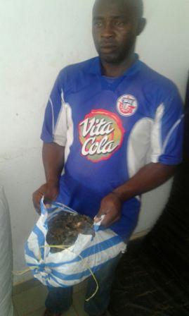 Le conducteur de bus, trafiquant d’écailles de pangolins géants. Le conducteur de bus, trafiquant d’écailles de pangolins géants.