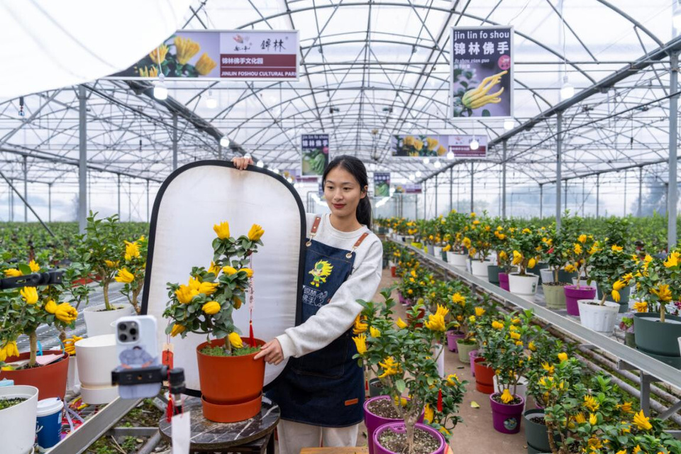 An agricultural innovator sells bonsai via livestream in a greenhouse in Jindong district, Jinhua, east China's Zhejiang province, Dec. 9 2024. (Photo by Yang Meiqing/People's Daily Online) An agricultural innovator sells bonsai via livestream in a greenhouse in Jindong district, Jinhua, east China's Zhejiang province, Dec. 9 2024. (Photo by Yang Meiqing/People's Daily Online)