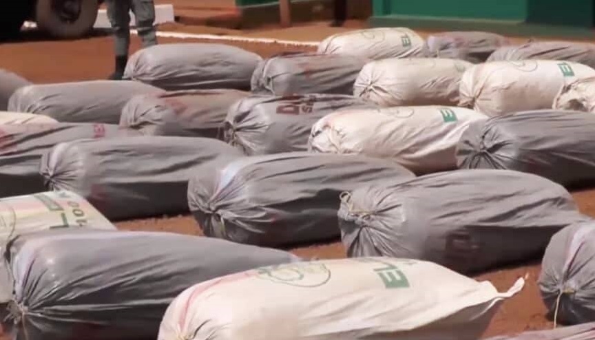 Cameroun :  près de 8 tonnes de cannabis saisis par la Gendarmerie dans la région de l’Ouest Cameroun :  près de 8 tonnes de cannabis saisis par la Gendarmerie dans la région de l’Ouest
