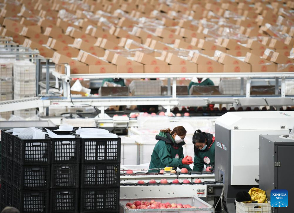 Staff members sort apples at a fruit company in Luochuan County, northwest China's Shaanxi Province, Jan. 6, 2025. Recently, Luochuan County witnessed a peak season of apple sales. Located on the Loess Plateau, the county is suitable for apple planting. In 2024, Luochuan County's apple output reached about 1.14 million tonnes. (Xinhua/Zhang Bowen) Staff members sort apples at a fruit company in Luochuan County, northwest China's Shaanxi Province, Jan. 6, 2025. Recently, Luochuan County witnessed a peak season of apple sales. Located on the Loess Plateau, the county is suitable for apple planting. In 2024, Luochuan County's apple output reached about 1.14 million tonnes. (Xinhua/Zhang Bowen)