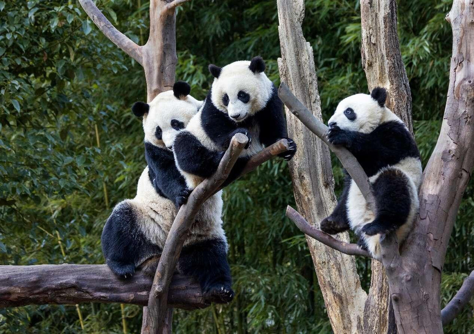 Photo shows pandas at the Shenshuping giant panda base in Wolong National Nature Reserve, southwest China's Sichuan province. (Photo by Chen Xianlin/People's Daily Online) Photo shows pandas at the Shenshuping giant panda base in Wolong National Nature Reserve, southwest China's Sichuan province. (Photo by Chen Xianlin/People's Daily Online)