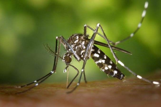 Tchad : l'abondance de moustiques à l'entame de la saison sèche, un phénomène étrange